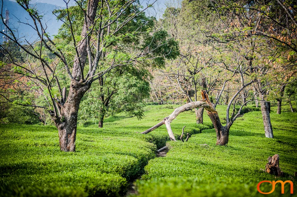 Dharamshala: Tea Fields