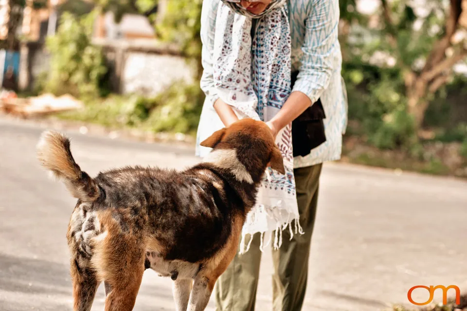 Kolkata Street Dogs: Community Care and the Indian Native Dog