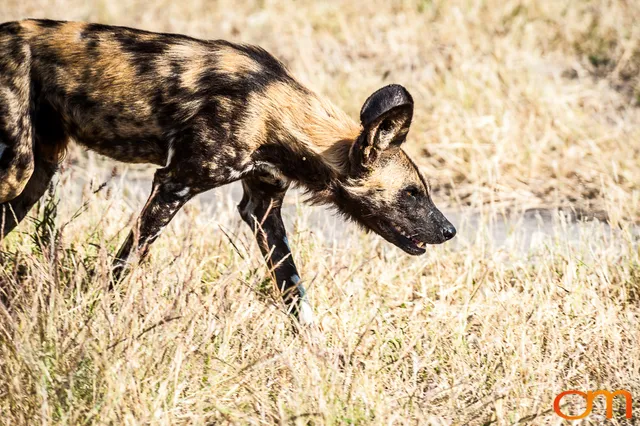 Painted Dogs: Okavango Delta