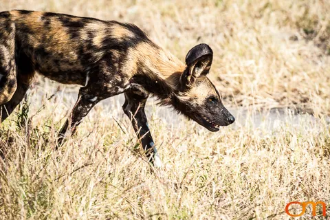 Painted Dogs: Okavango Delta