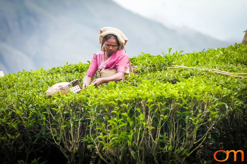 Tea Harvesting in Munnar