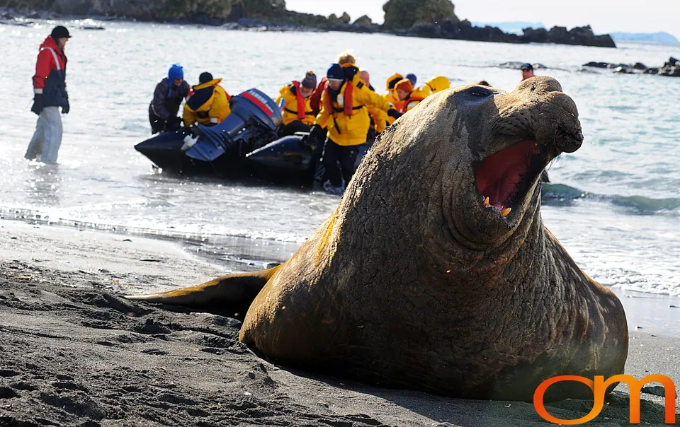 Southern Elephant Seals