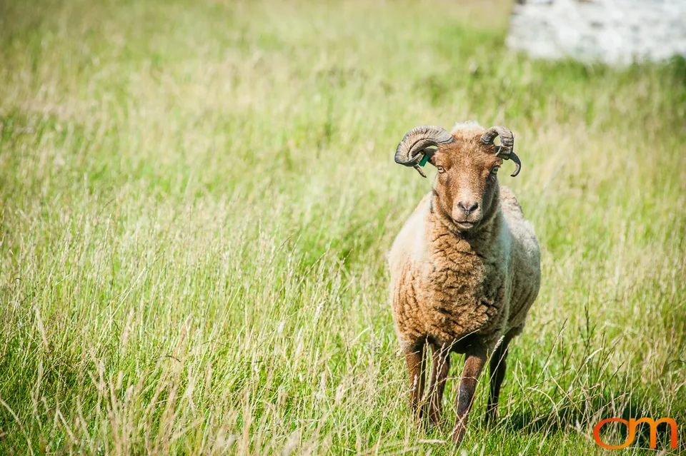 Isle of Man: Coast, Landscape and Manx Heritage