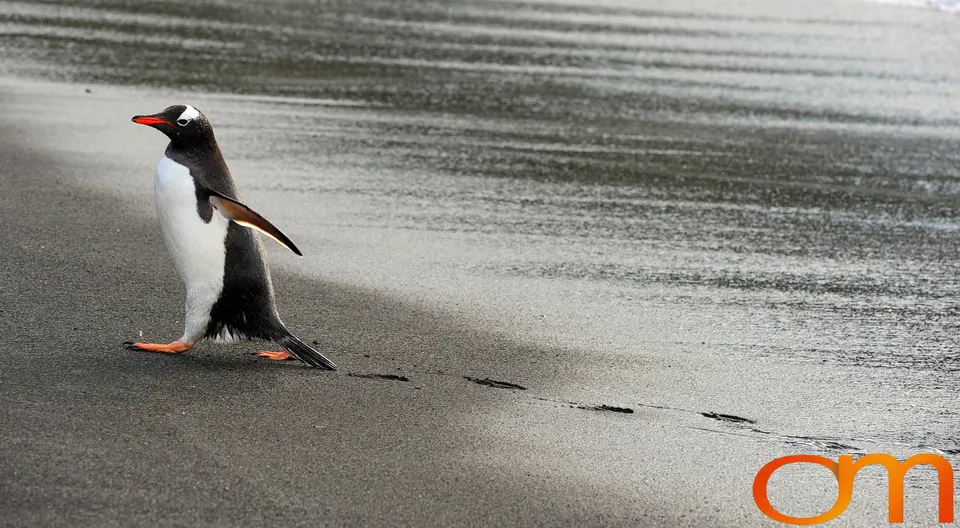 Gentoo Penguins