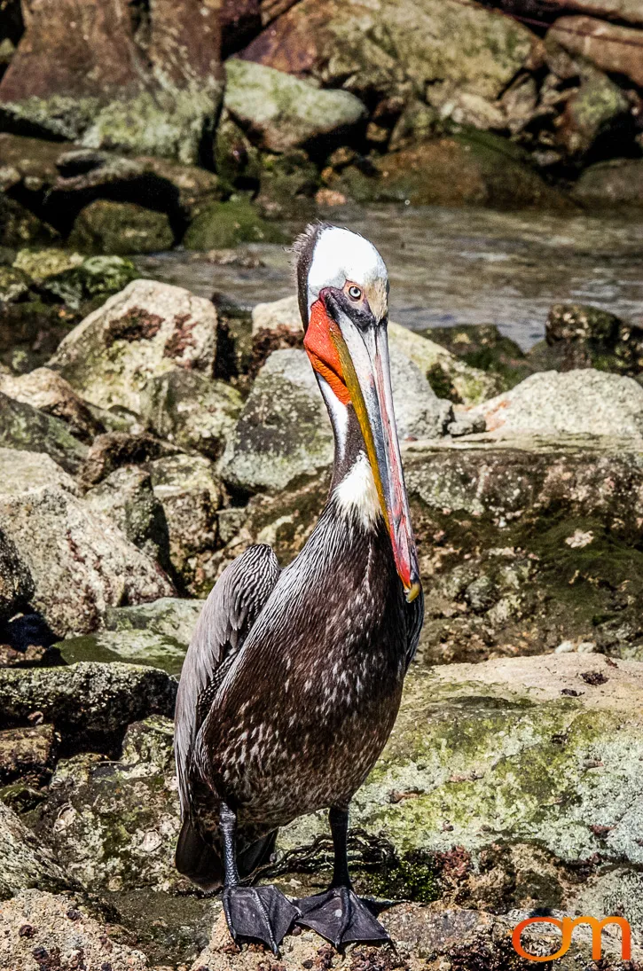 Cabo San Lucas: Marine Wildlife at Land’s End