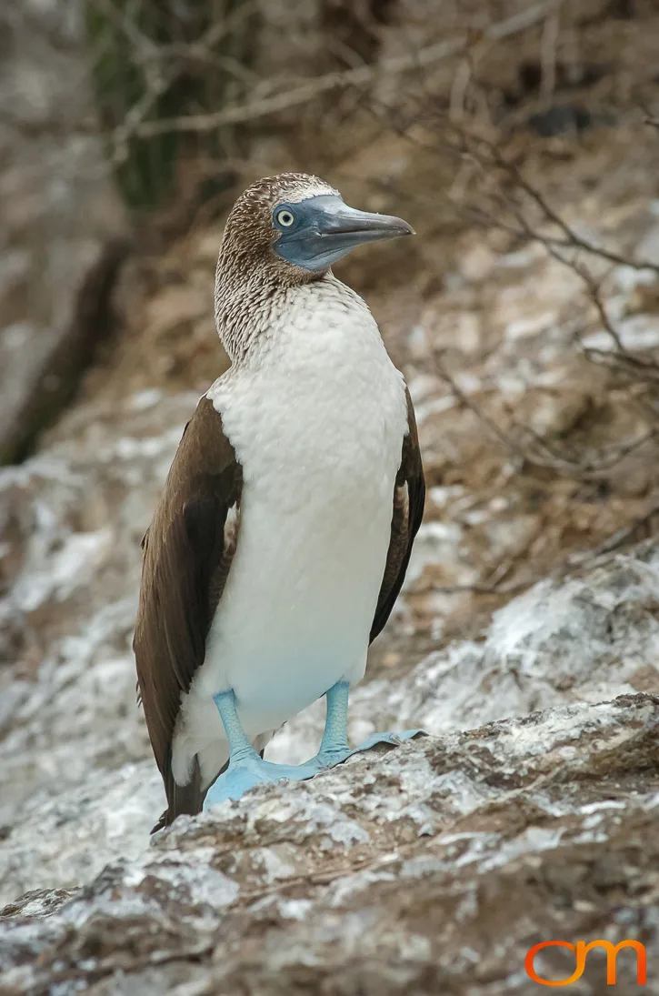 Blue-footed Booby