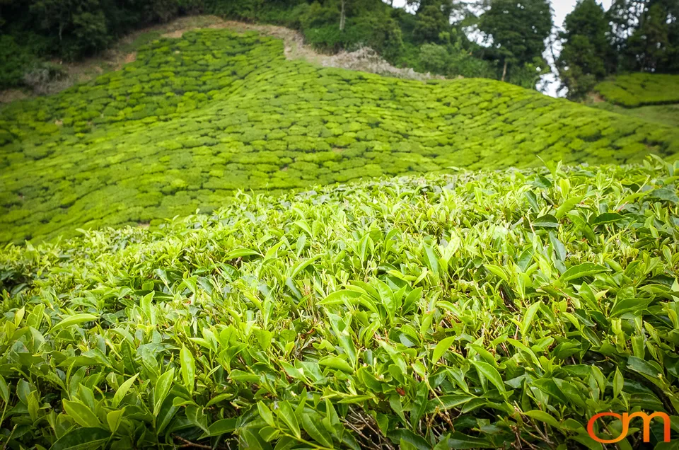 Tea Harvesting in Munnar
