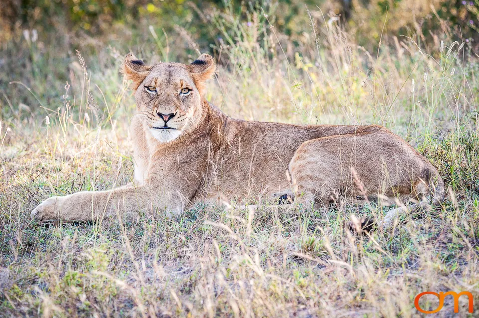 Sabi Sand Game Reserve