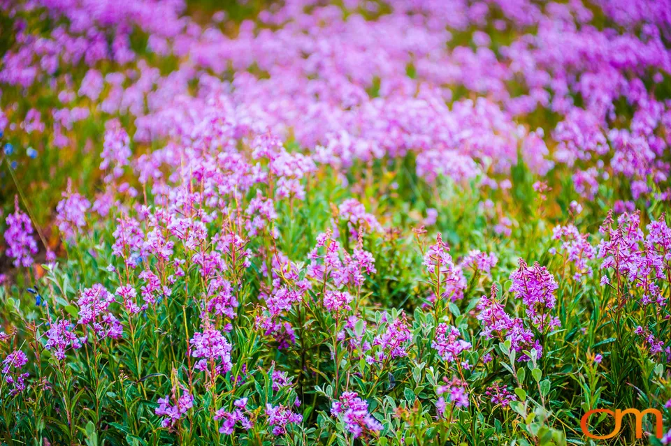 Village of Color: Tasiilaq, Greenland
