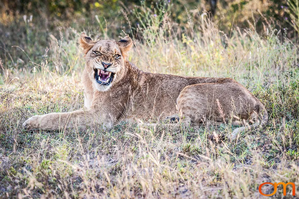 Sabi Sand Game Reserve