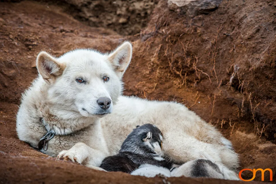 Qimmit: Greenland’s Working Sled Dogs