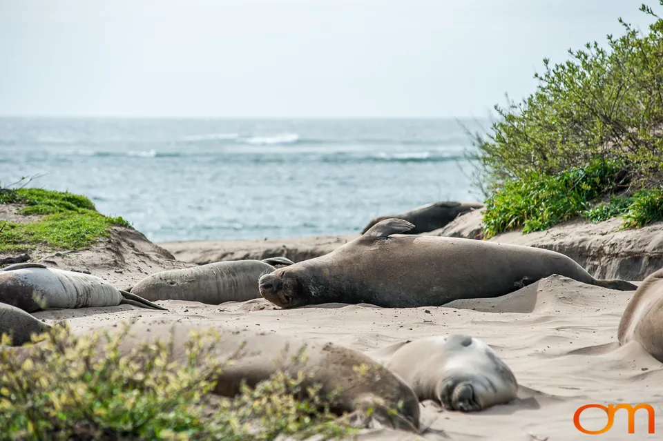 Northern Elephant Seals at Año Nuevo State Park