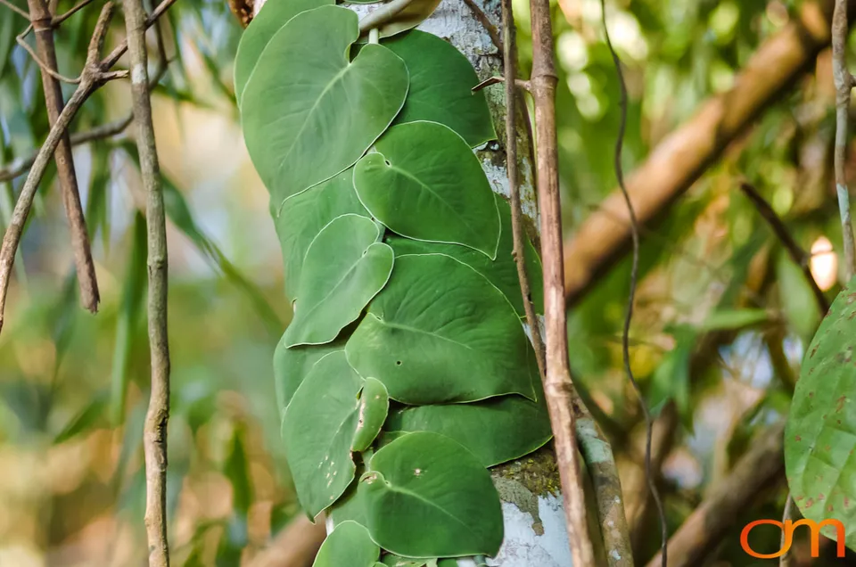 The Peruvian Amazon