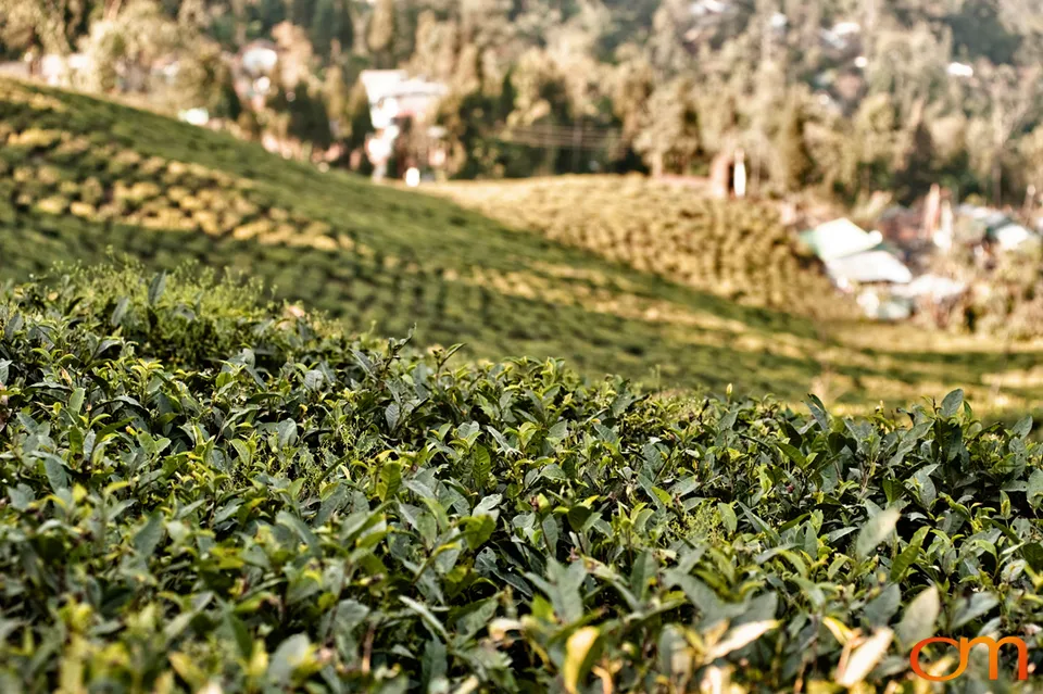 Mirik: Tea Gardens and Himalayan Community Life