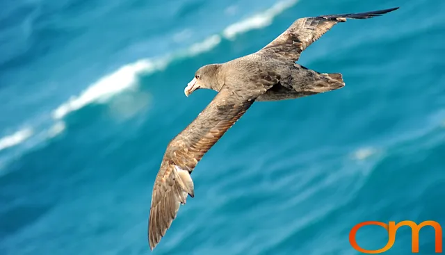 Southern Giant Petrel