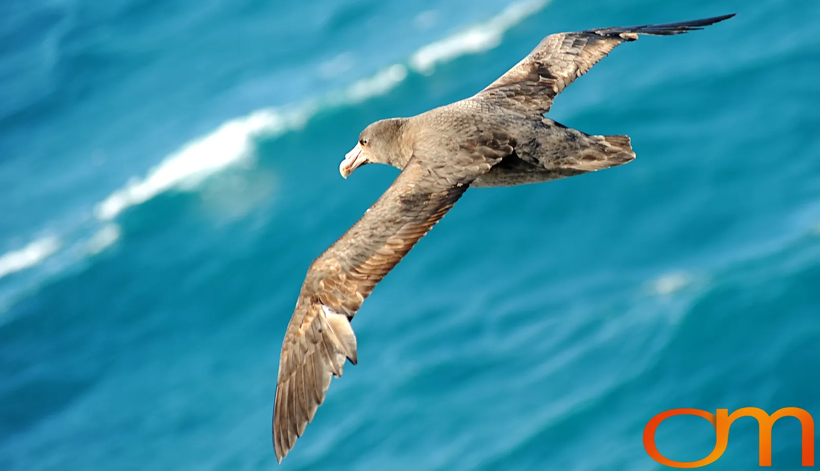 Southern Giant Petrel