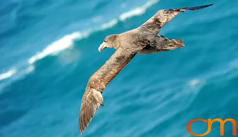 Southern Giant Petrel