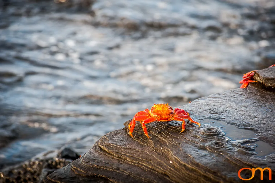 Sally Lightfoot Crabs of the Galápagos