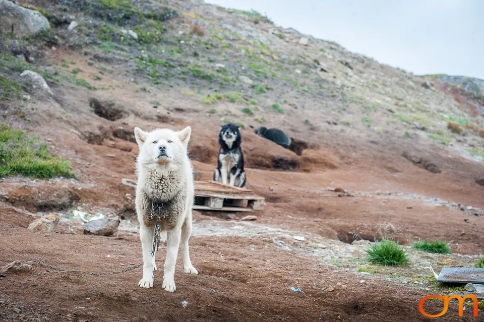Qimmit: Greenland’s Working Sled Dogs