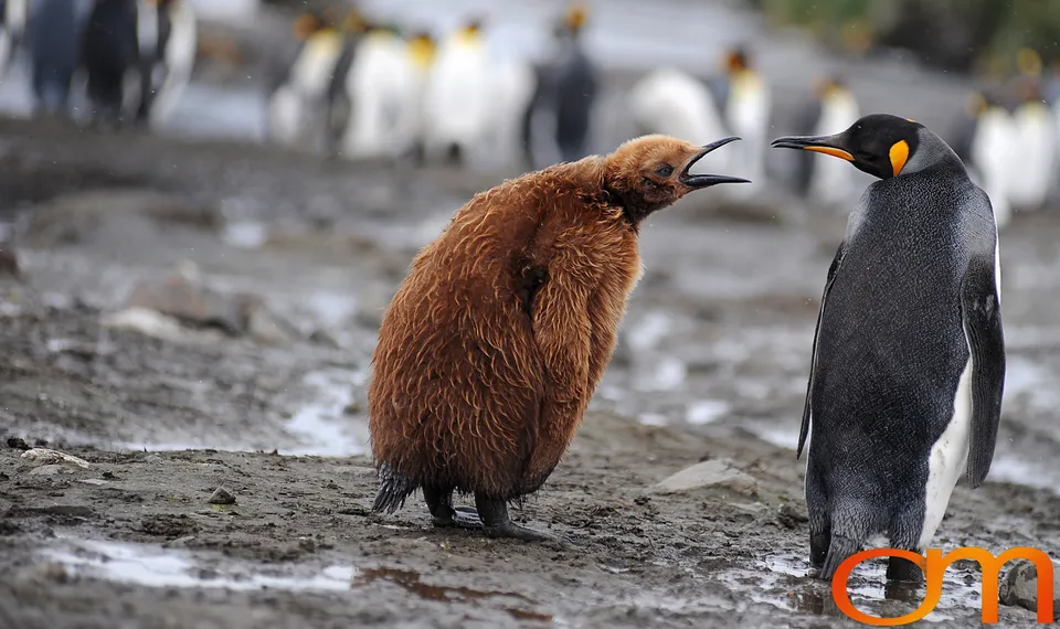 King Penguins