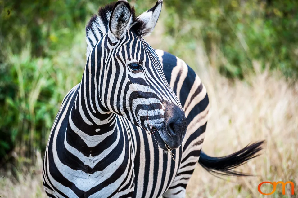 Sabi Sand Game Reserve
