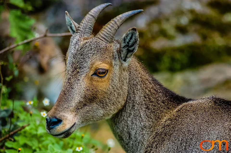 Munnar: Nilgiri Tahr