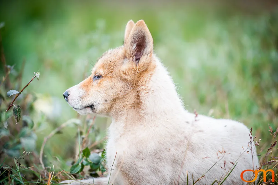 Qimmit: Greenland’s Working Sled Dogs