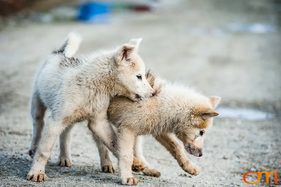 Qimmit: Greenland’s Working Sled Dogs