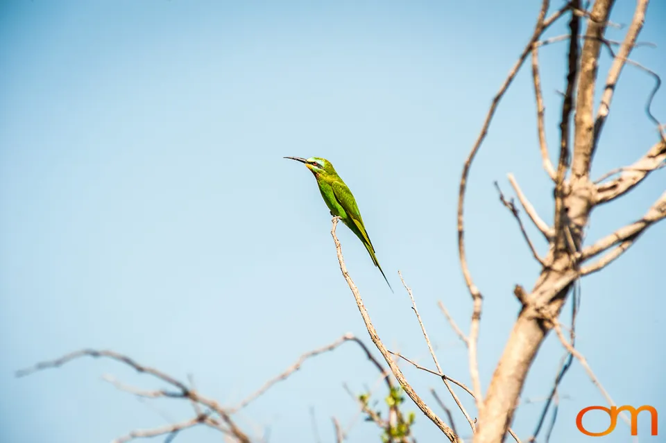 Okavango Delta, Botswana