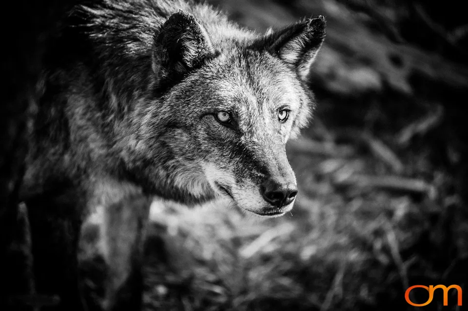 Gray Wolves