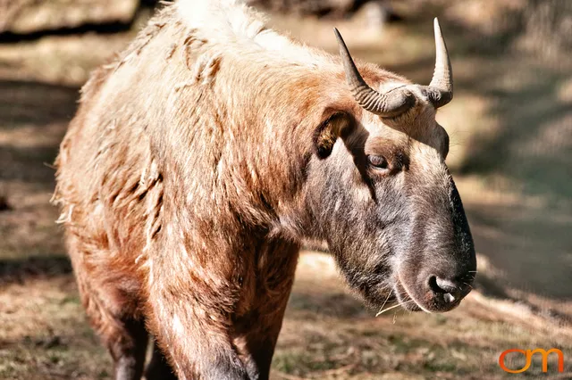 Motithang Takin Preserve