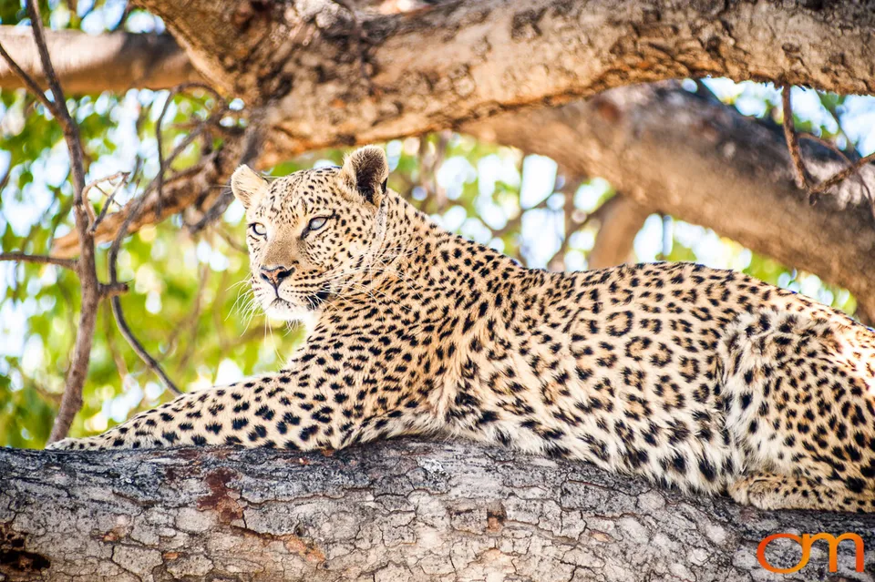 Leopards and Lions: Okavango Delta