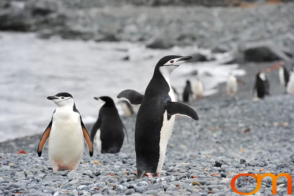 Chinstrap Penguins