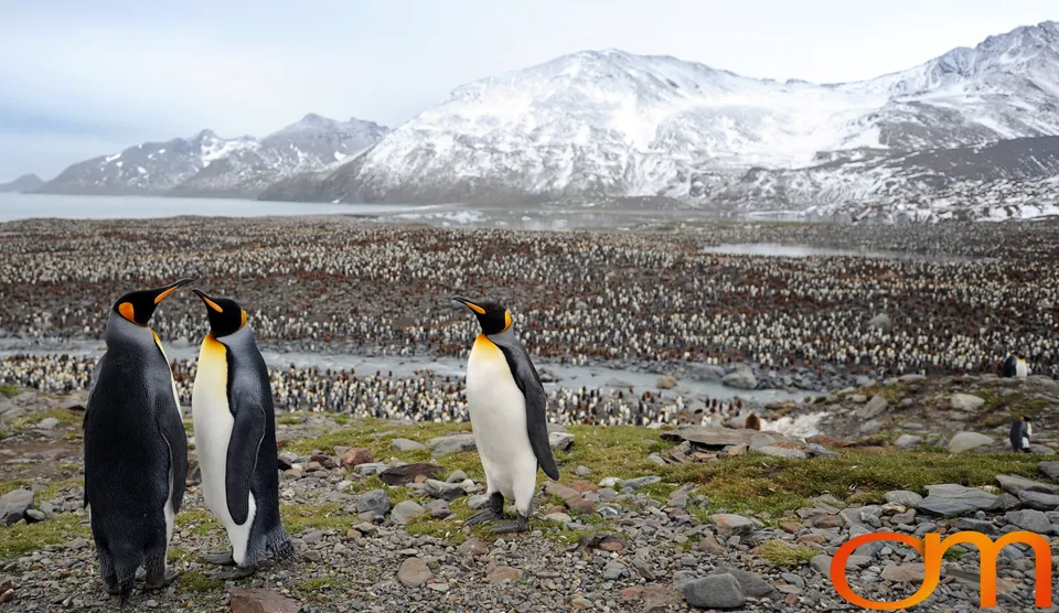 King Penguins