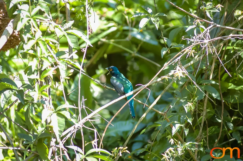 The Peruvian Amazon