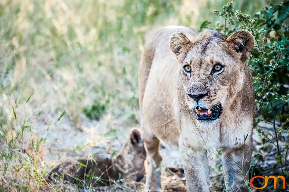 Leopards and Lions: Okavango Delta