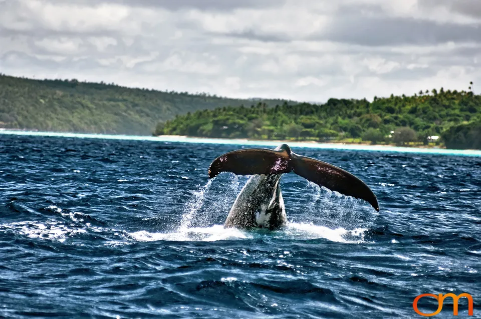 Humpback Whales of Tonga