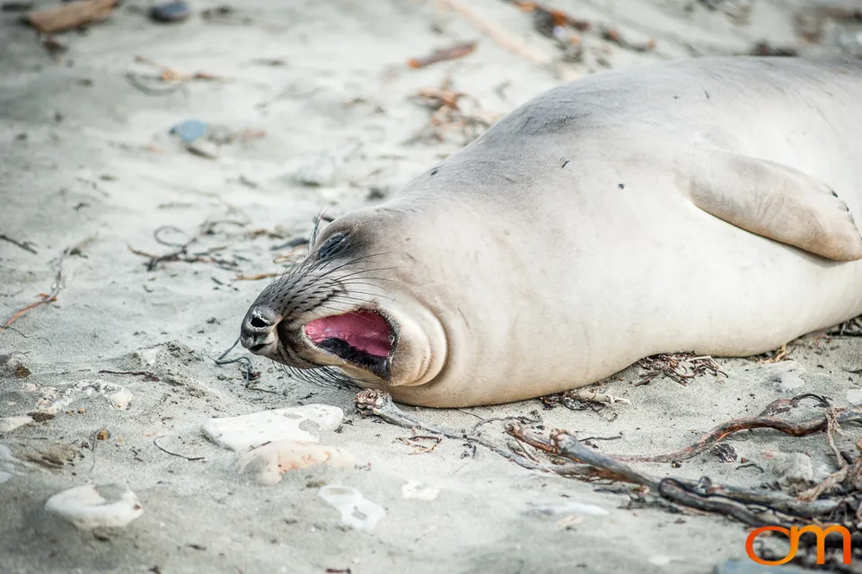 Northern Elephant Seals at Año Nuevo State Park
