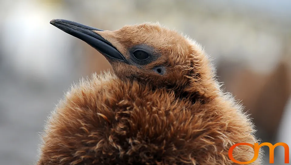 King Penguins