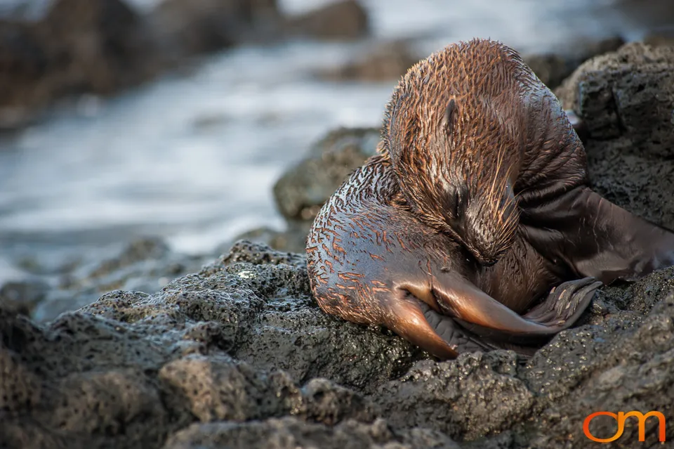 Galápagos Fur Seals
