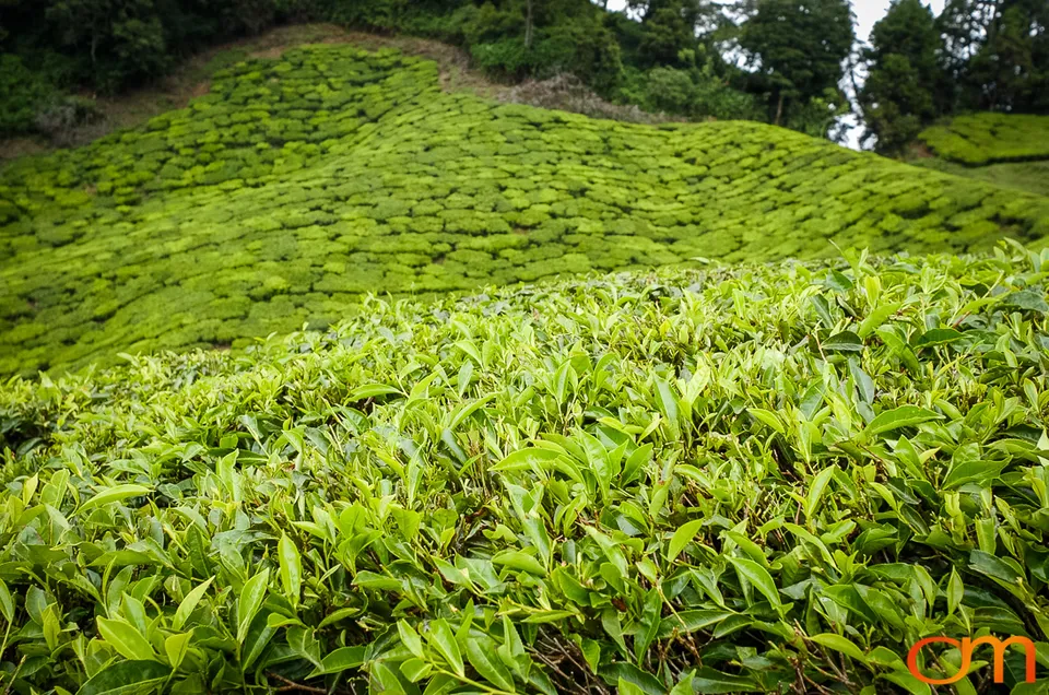 Tea Harvesting in Munnar