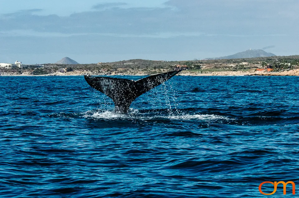 Cabo San Lucas: Marine Wildlife at Land’s End