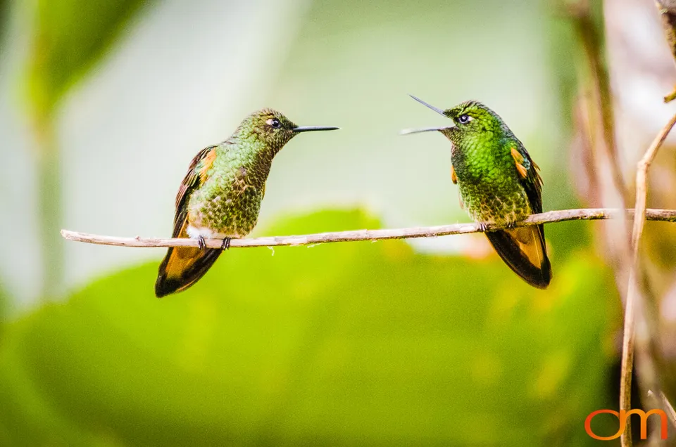 Buff-tailed Coronet