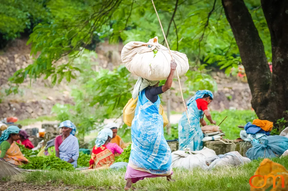 Tea Harvesting in Munnar