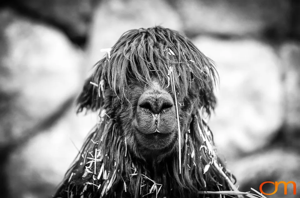 Peru’s Llamas, Alpacas, Guanacos and Vicuñas