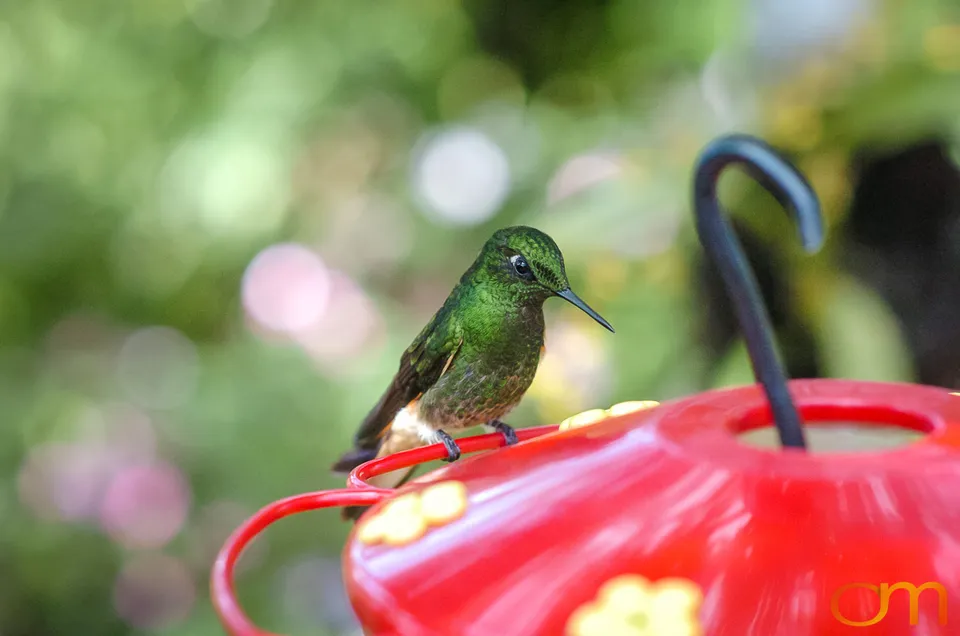 Buff-tailed Coronet