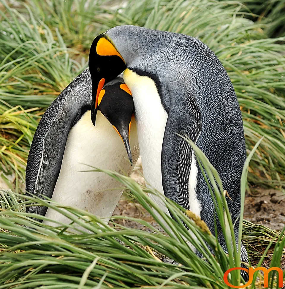 King Penguins