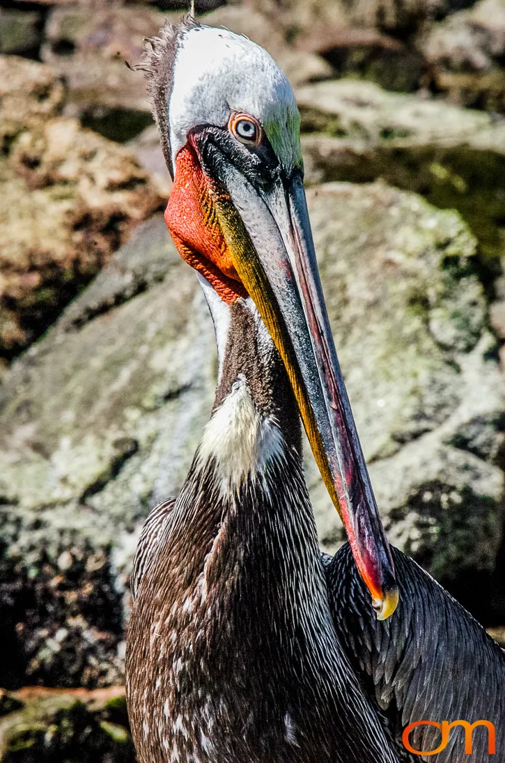 Cabo San Lucas: Marine Wildlife at Land’s End