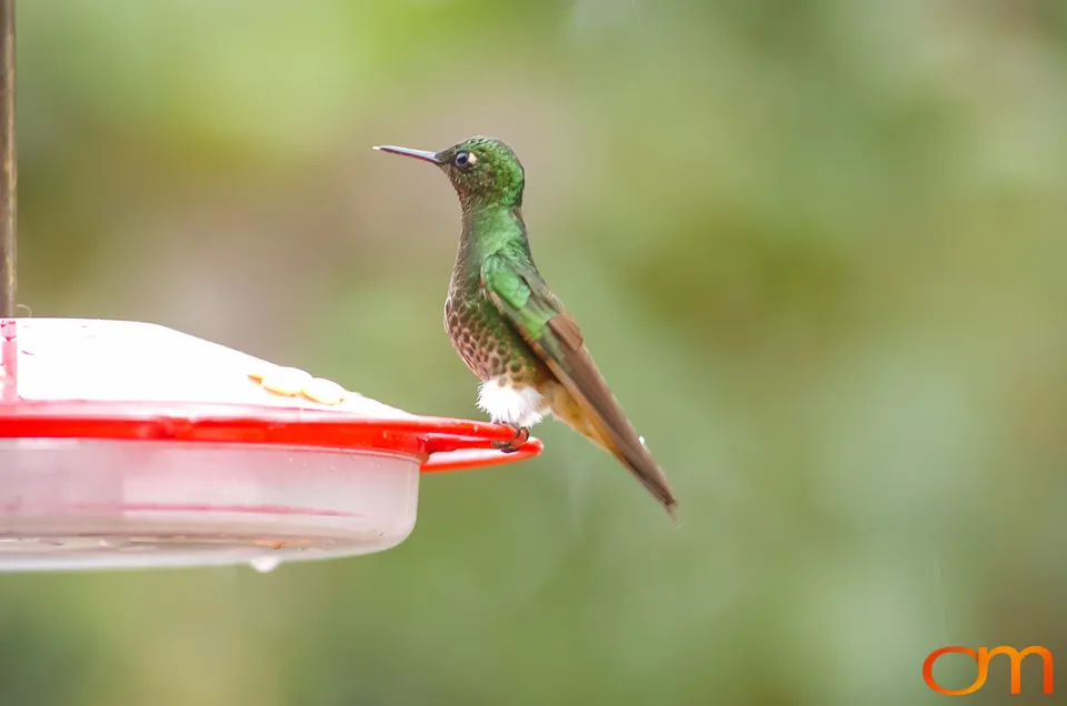 Buff-tailed Coronet