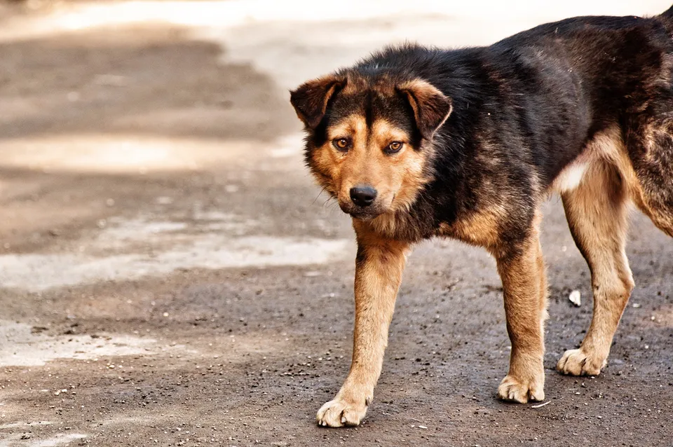 Kolkata Street Dogs: Community Care and the Indian Native Dog
